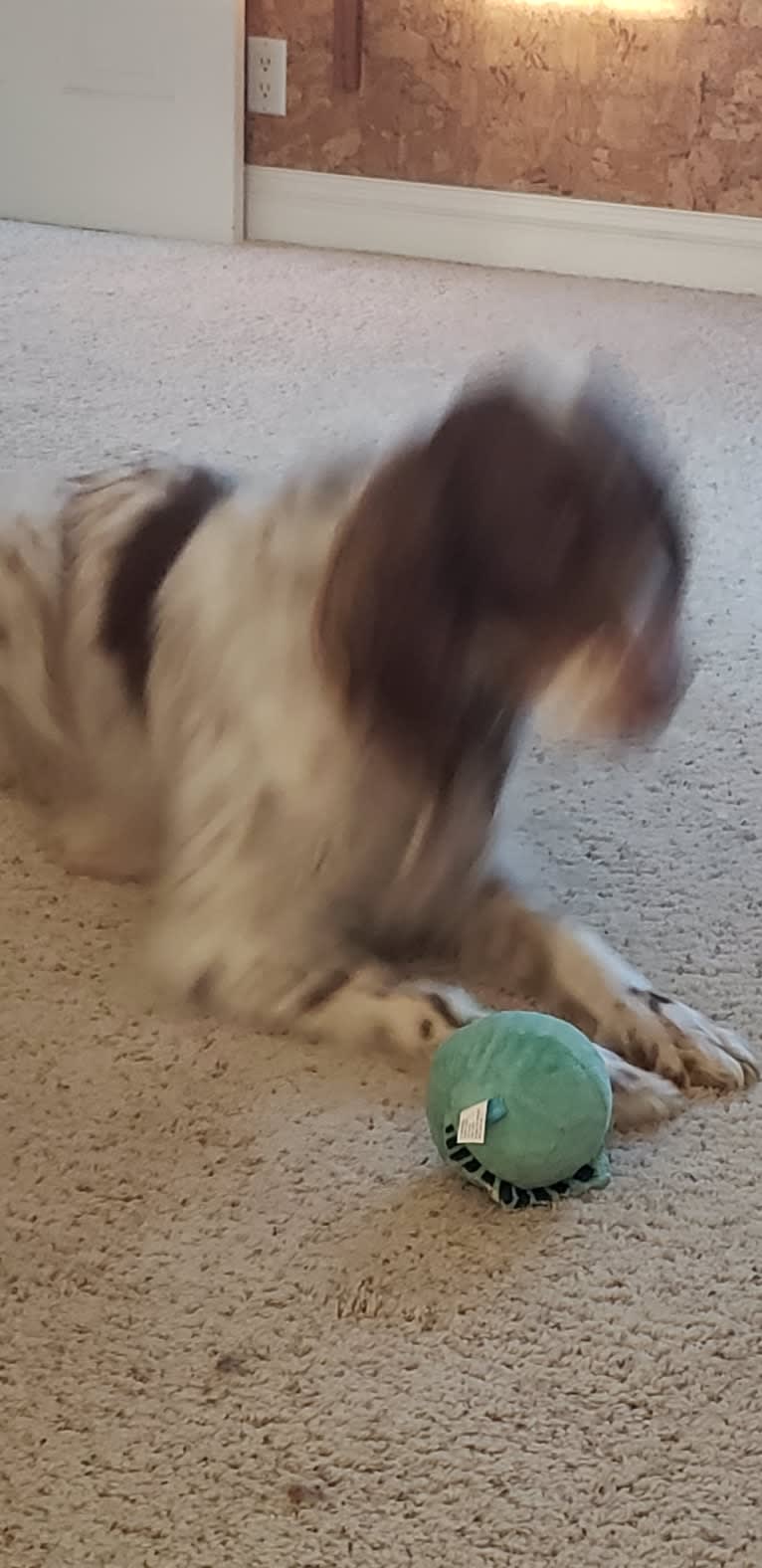 Lincoln, a Llewellin Setter tested with EmbarkVet.com