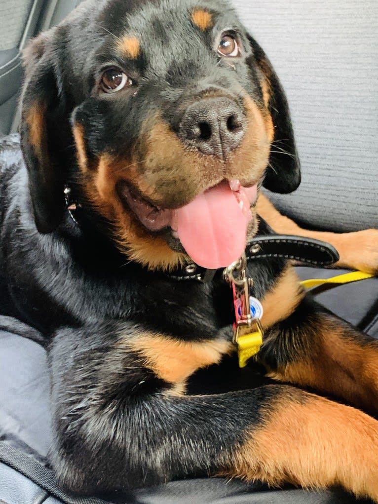 Chompy, a Rottweiler tested with EmbarkVet.com
