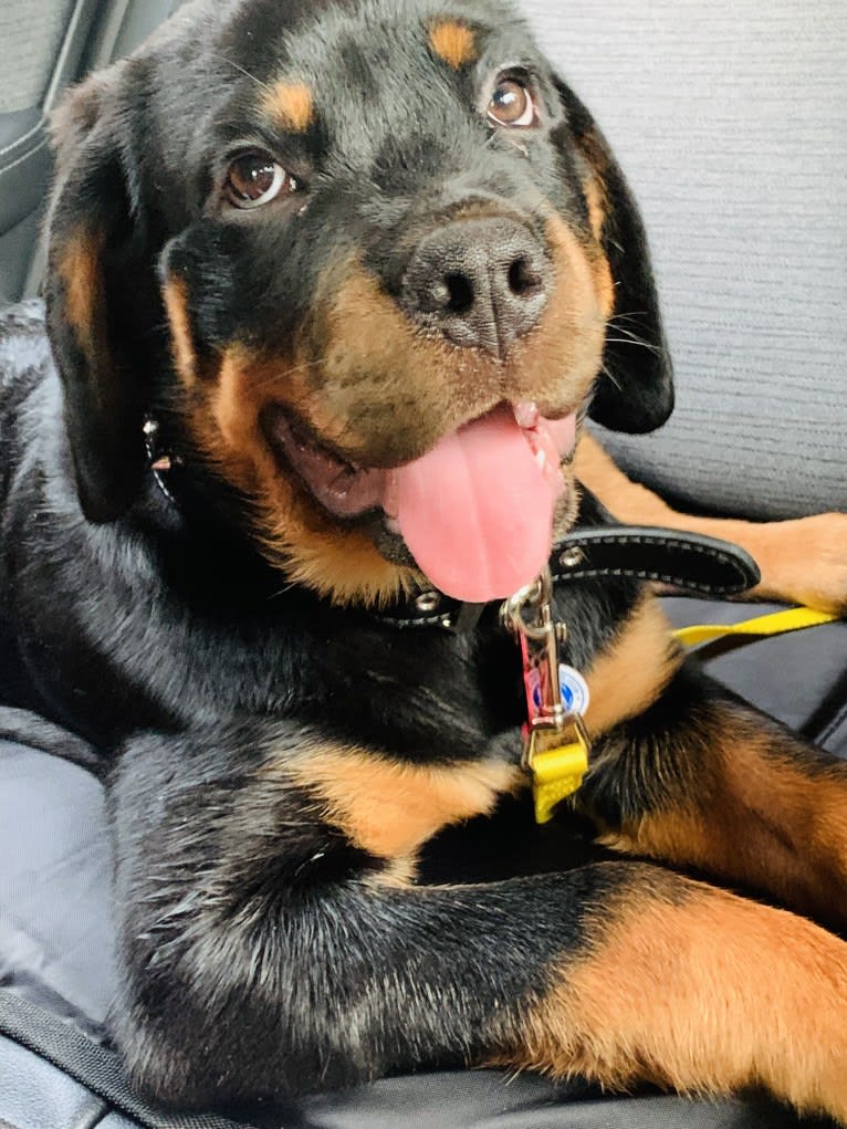 Chompy, a Rottweiler tested with EmbarkVet.com