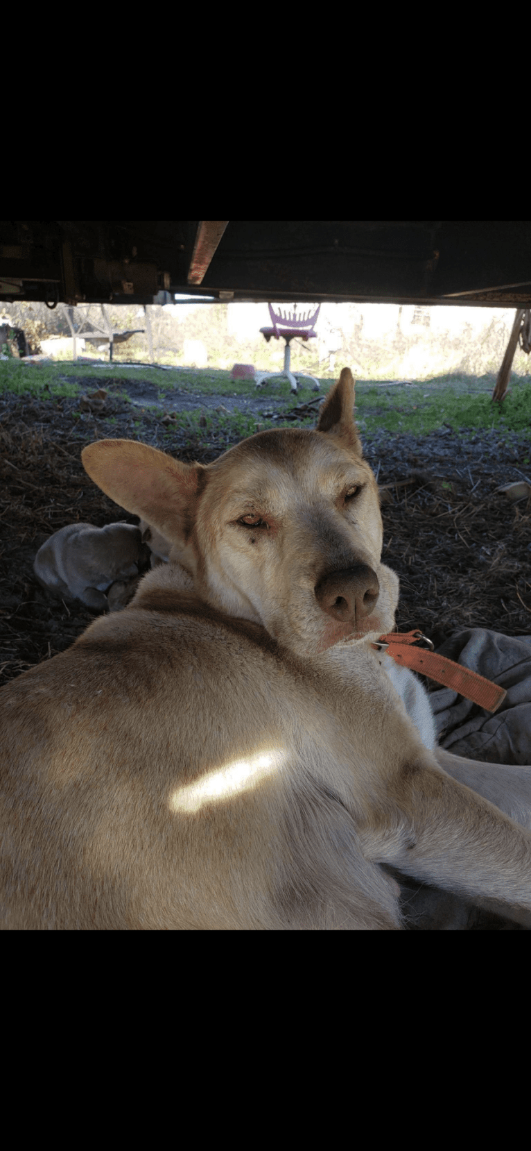 Duke, an American Pit Bull Terrier and Siberian Husky mix tested with EmbarkVet.com