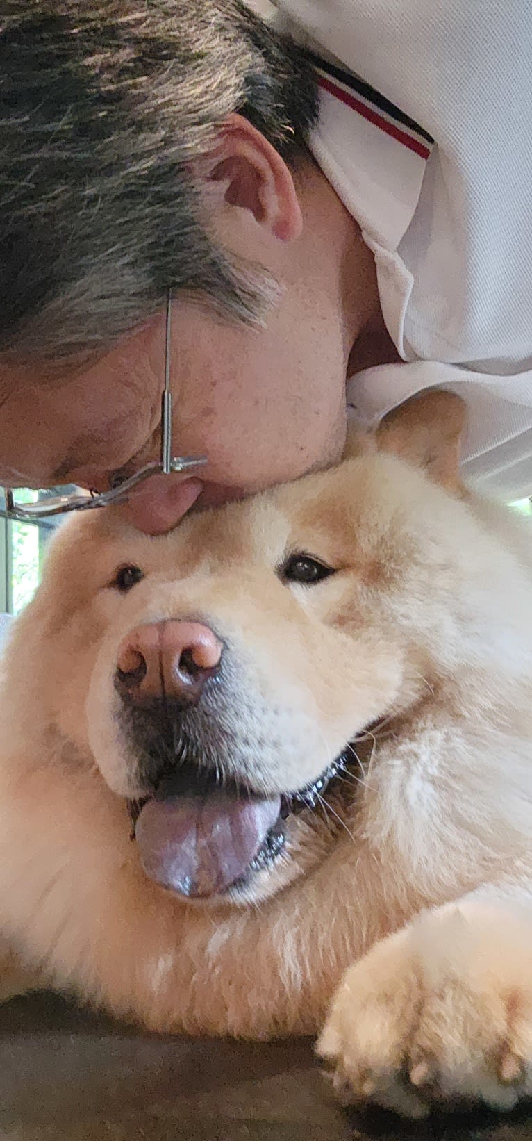 Kvin, a Chow Chow tested with EmbarkVet.com