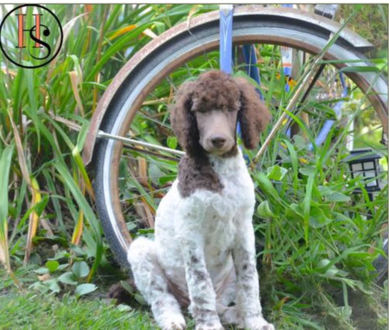 George, a Poodle (Standard) tested with EmbarkVet.com