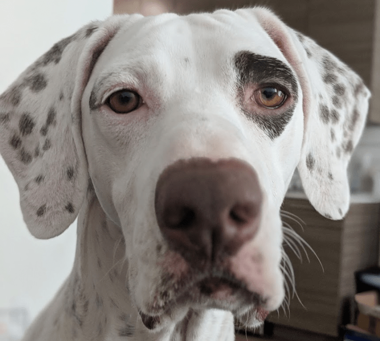 Letti, a Pointer tested with EmbarkVet.com
