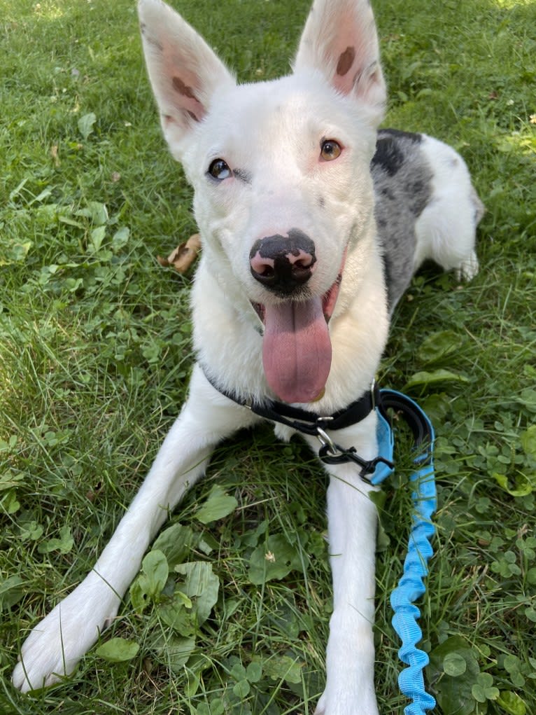 Momo, an Australian Cattle Dog and Australian Shepherd mix tested with EmbarkVet.com