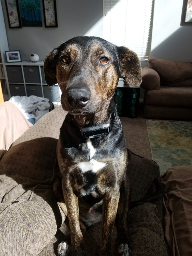 Roux, a Doberman Pinscher and Airedale Terrier mix tested with EmbarkVet.com