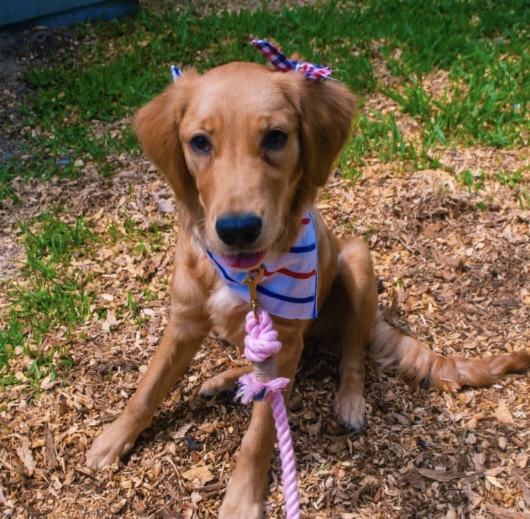 Emmie, a Golden Retriever tested with EmbarkVet.com