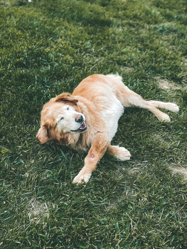 Jake, a Golden Retriever and Cocker Spaniel mix tested with EmbarkVet.com