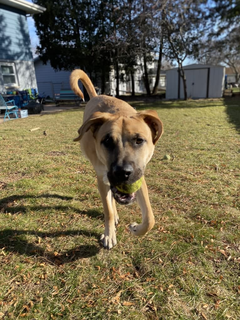 Link, a German Shepherd Dog and Boxer mix tested with EmbarkVet.com