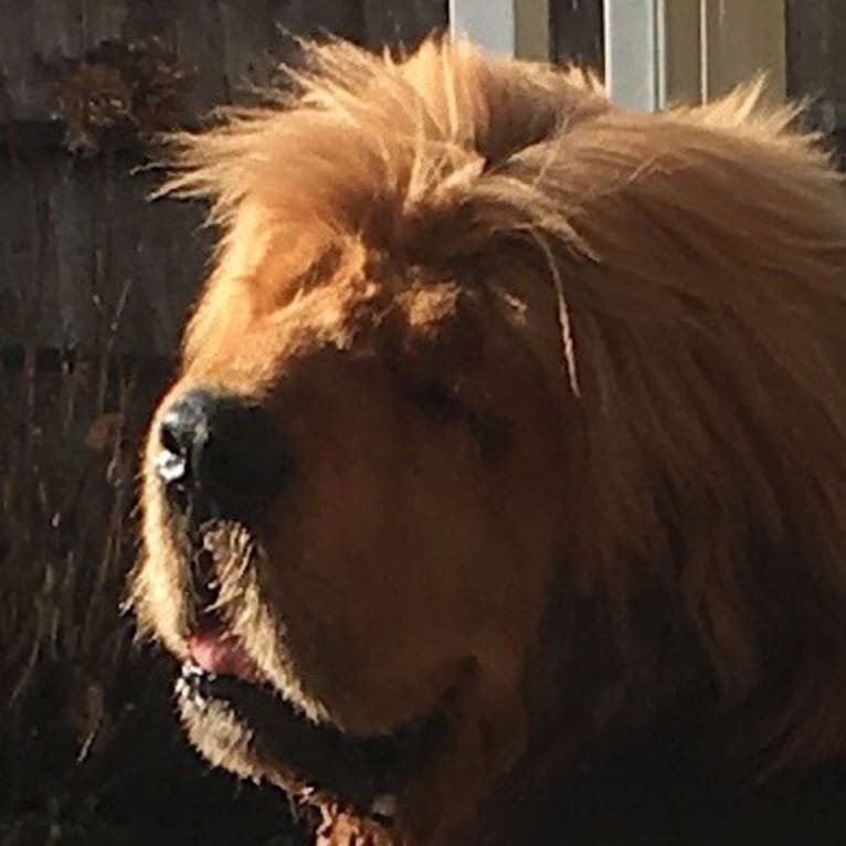Bruce, a Tibetan Mastiff tested with EmbarkVet.com