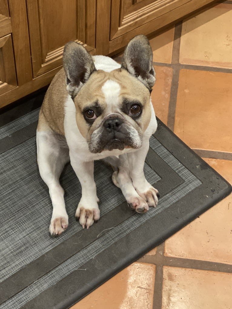 Macky, a French Bulldog tested with EmbarkVet.com