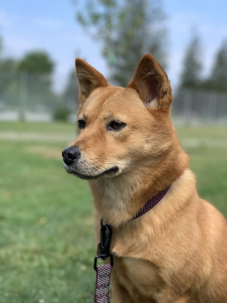 Indie, a Japanese or Korean Village Dog tested with EmbarkVet.com