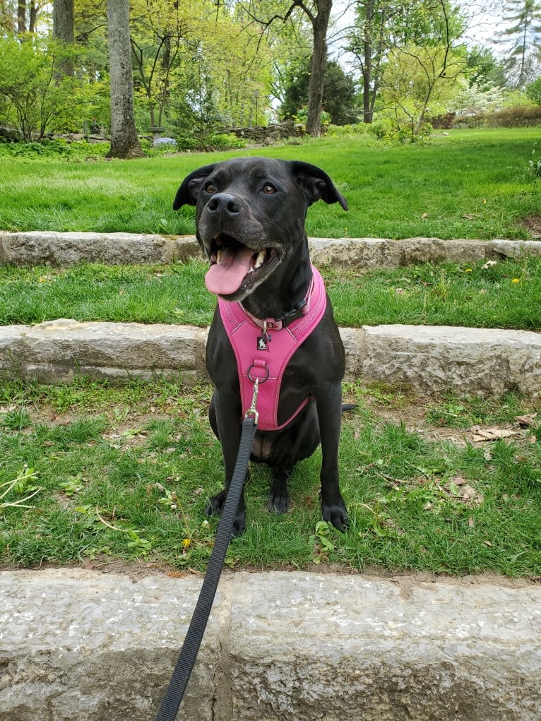 Dozer, an American Pit Bull Terrier and Labrador Retriever mix tested with EmbarkVet.com