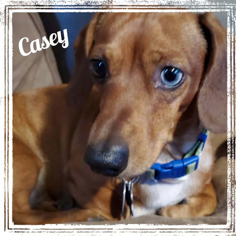 Casey, a Dachshund tested with EmbarkVet.com