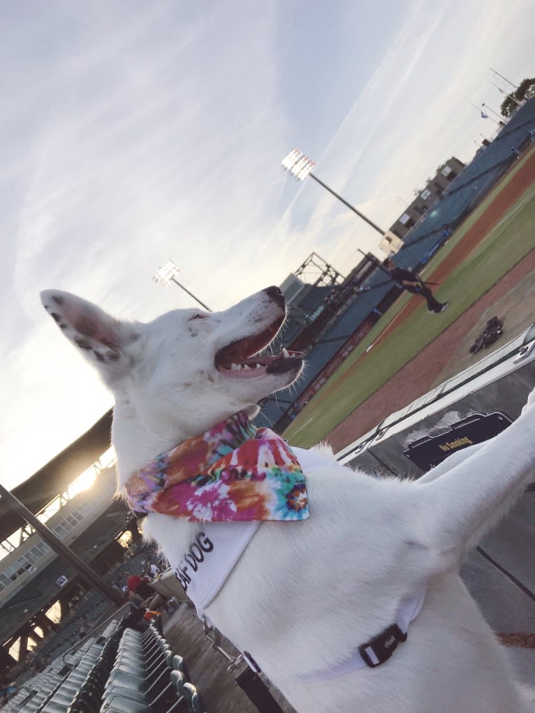 Finn, an Australian Cattle Dog and Australian Shepherd mix tested with EmbarkVet.com