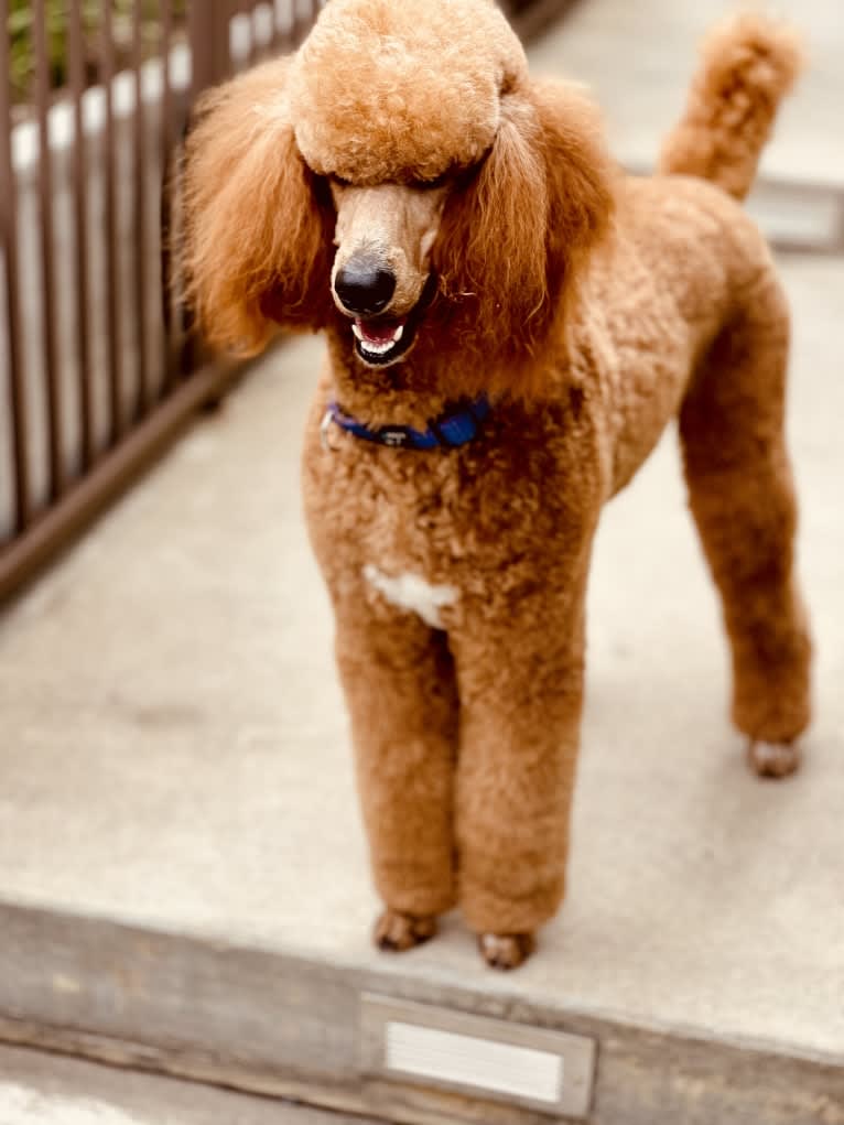 Captain Scooby Doo, a Poodle (Standard) tested with EmbarkVet.com