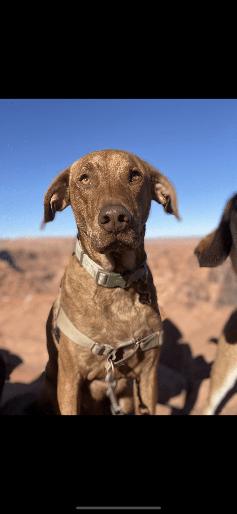 Lloyd, a Mountain Cur and American Pit Bull Terrier mix tested with EmbarkVet.com