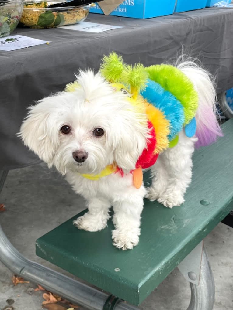 Harper, a Poodle (Small) and Maltese mix tested with EmbarkVet.com