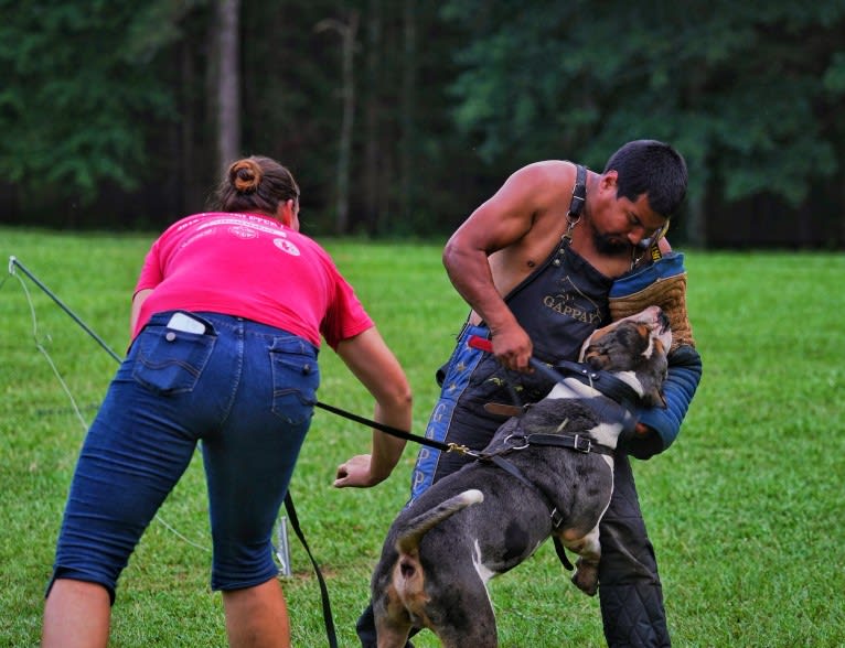 Koda, an American Bully tested with EmbarkVet.com