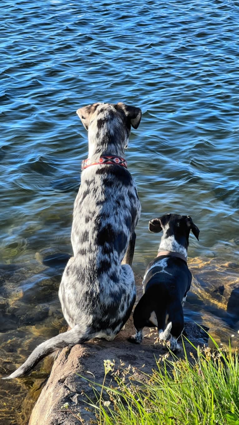 IronEye Pancho, a Border Collie and Catahoula Leopard Dog mix tested with EmbarkVet.com