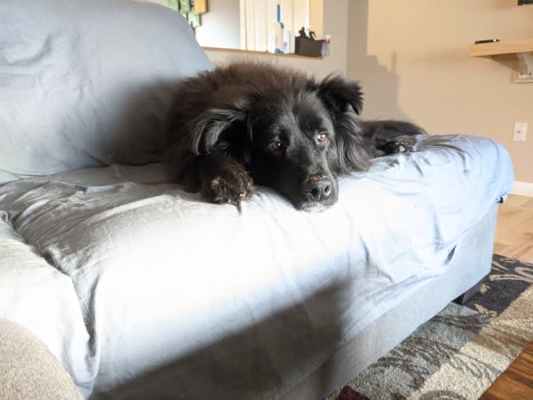 Teddy, a Rottweiler and Samoyed mix tested with EmbarkVet.com