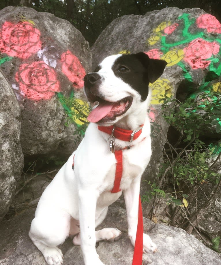 Eleven, a Bulldog and Great Pyrenees mix tested with EmbarkVet.com