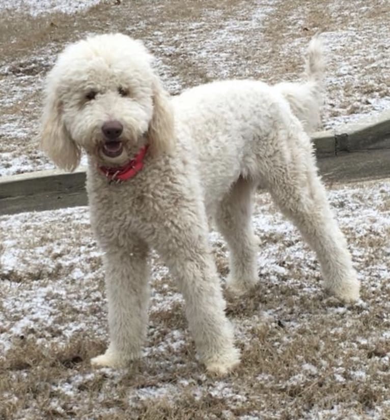 Annabelle, a Goldendoodle tested with EmbarkVet.com