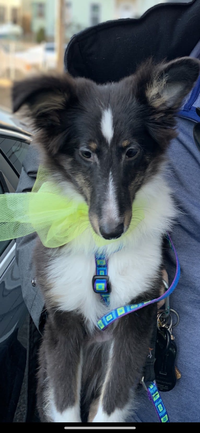 Whiskey Cash Adams, a Shetland Sheepdog tested with EmbarkVet.com