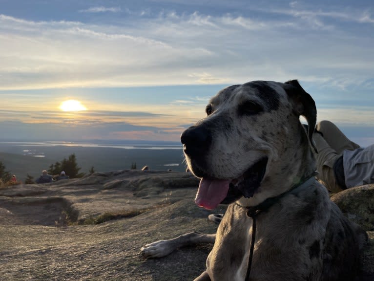 Nick, a Great Dane and Boxer mix tested with EmbarkVet.com