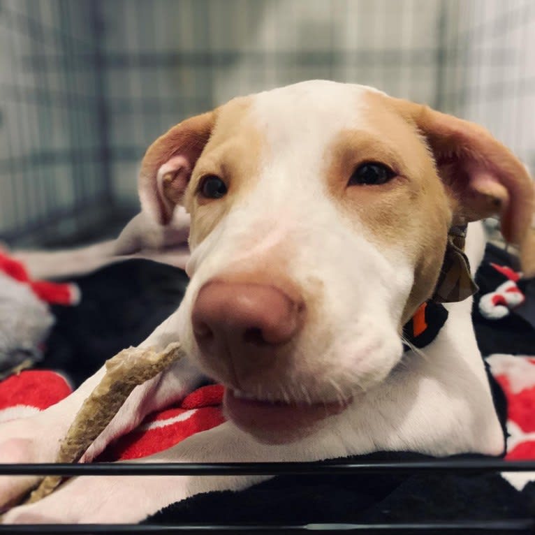 Casper, an American Pit Bull Terrier and Labrador Retriever mix tested with EmbarkVet.com