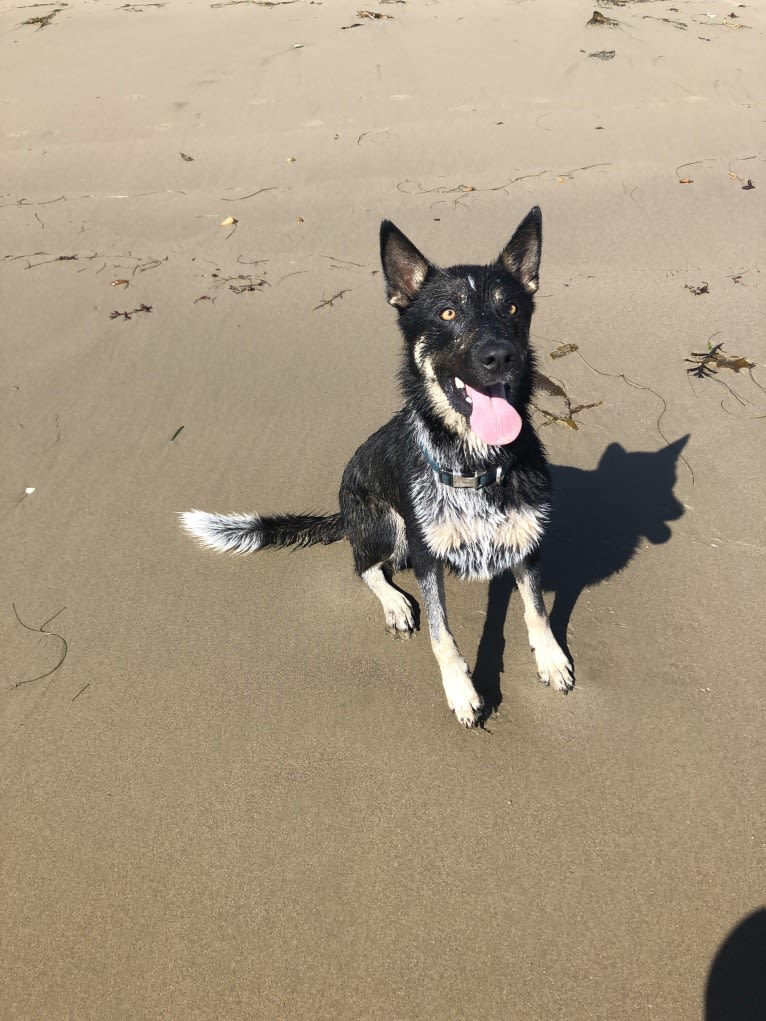 Merle, an Anatolian Shepherd Dog and German Shepherd Dog mix tested with EmbarkVet.com