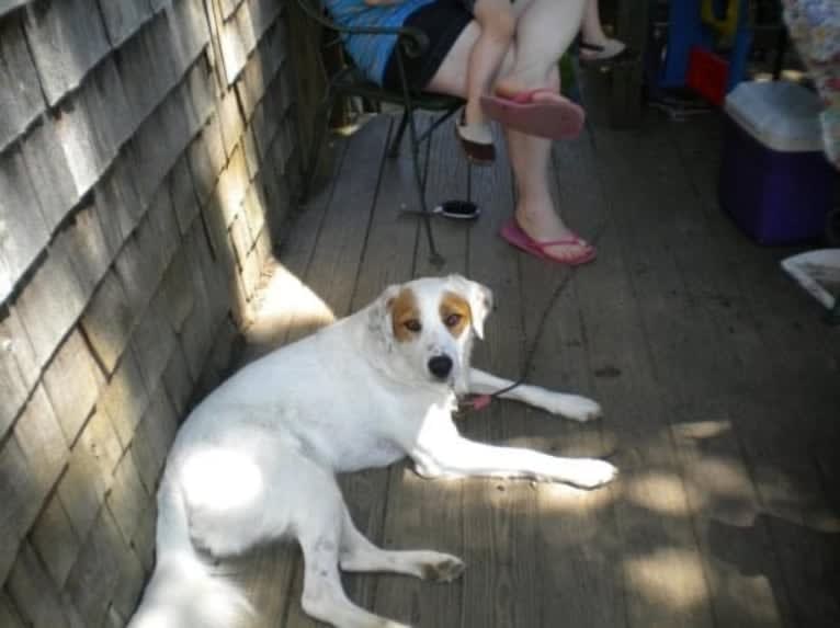 Oscar, a West Asian Village Dog tested with EmbarkVet.com