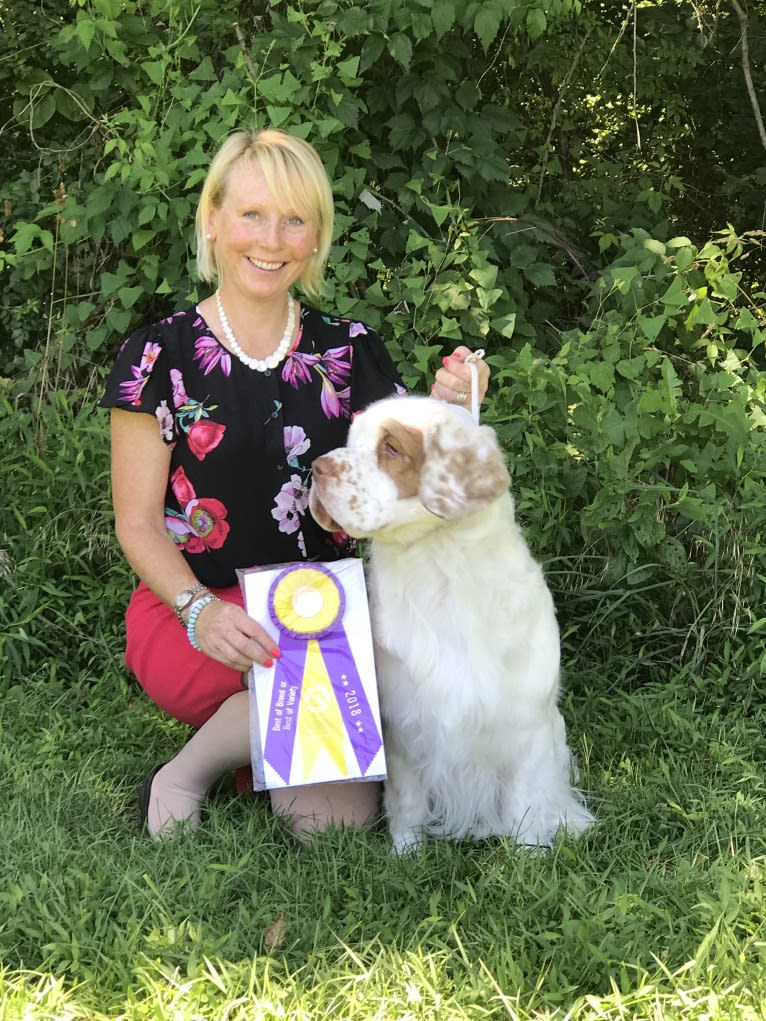 Cruise, a Clumber Spaniel tested with EmbarkVet.com