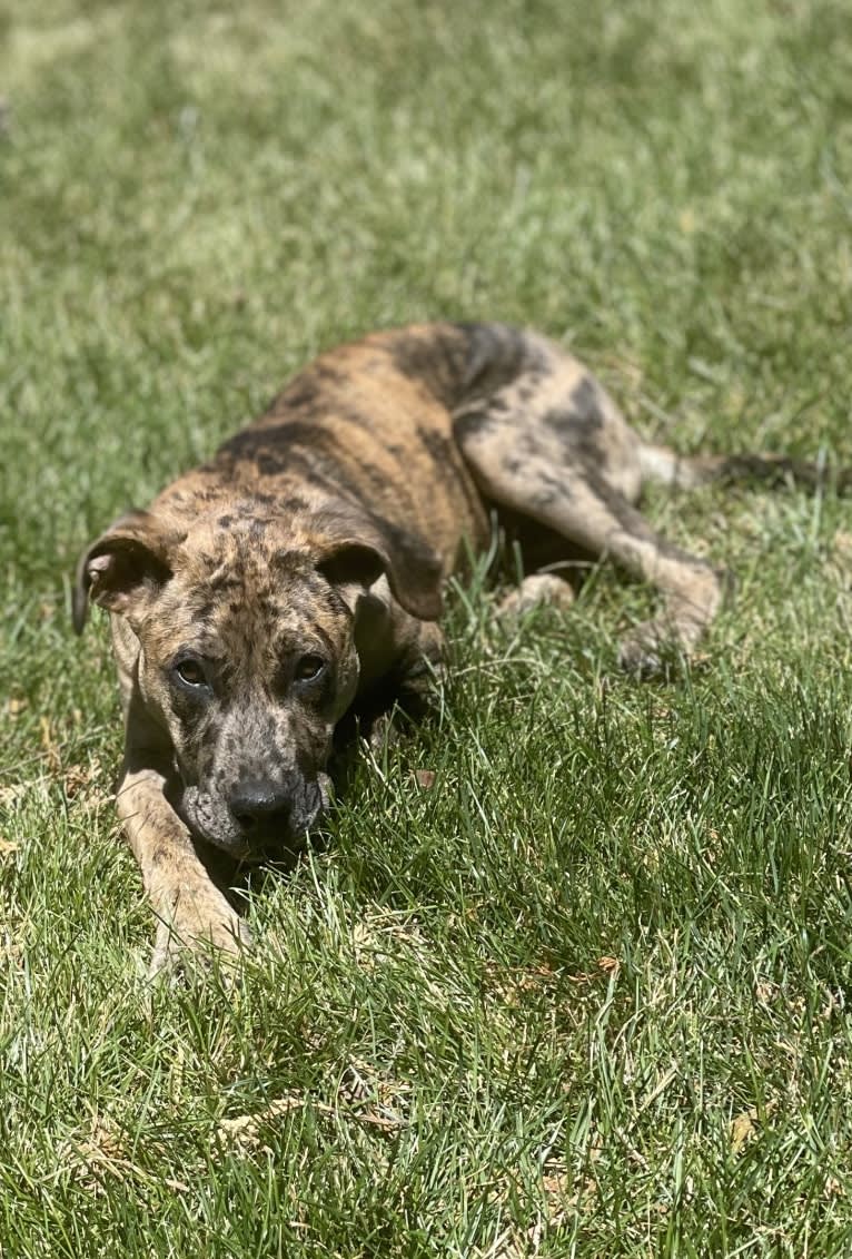 Medusa, a Perro de Presa Canario and American Pit Bull Terrier mix tested with EmbarkVet.com