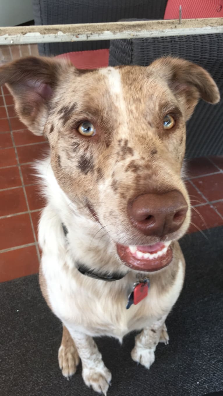 Cooper, an Australian Shepherd and Australian Cattle Dog mix tested with EmbarkVet.com