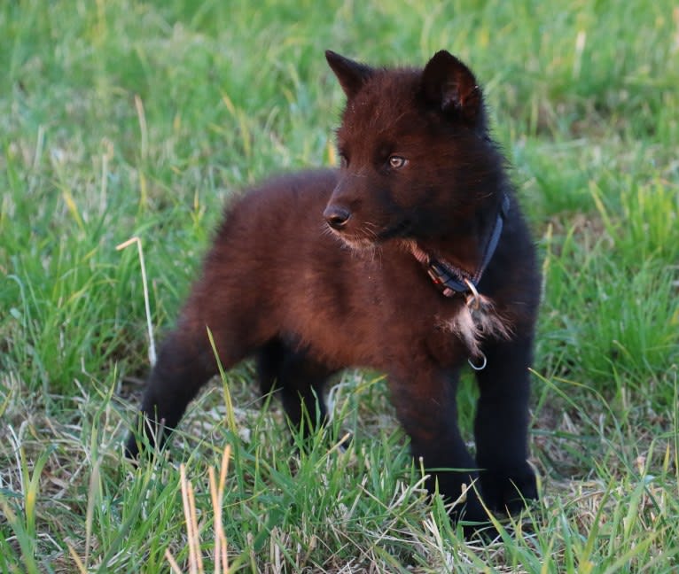 Aric Siouxtala a dog tested with EmbarkVet.com