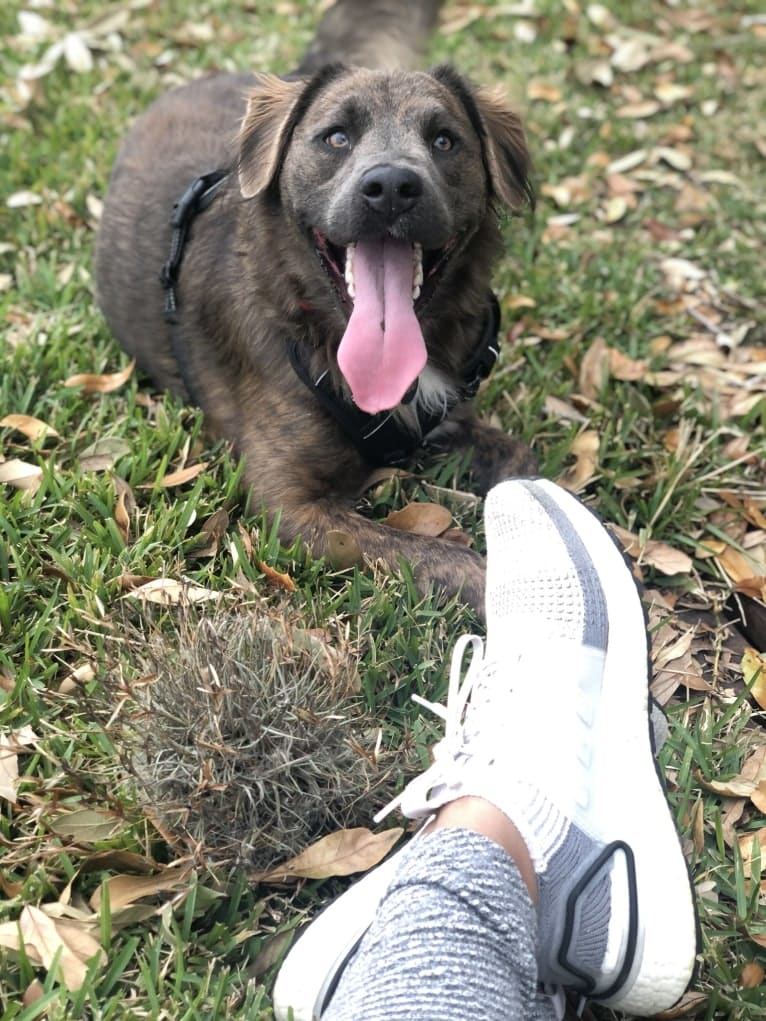 Beaux, an American Pit Bull Terrier and German Shepherd Dog mix tested with EmbarkVet.com