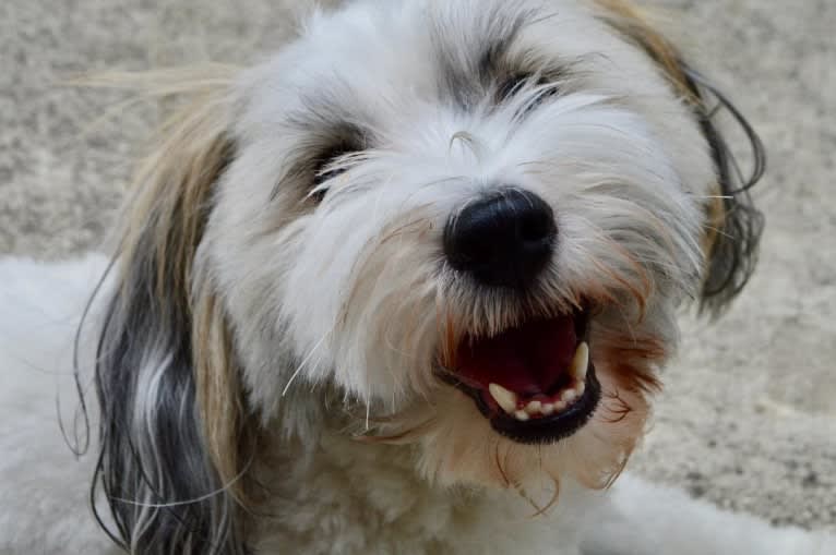 Liam, a Havanese tested with EmbarkVet.com