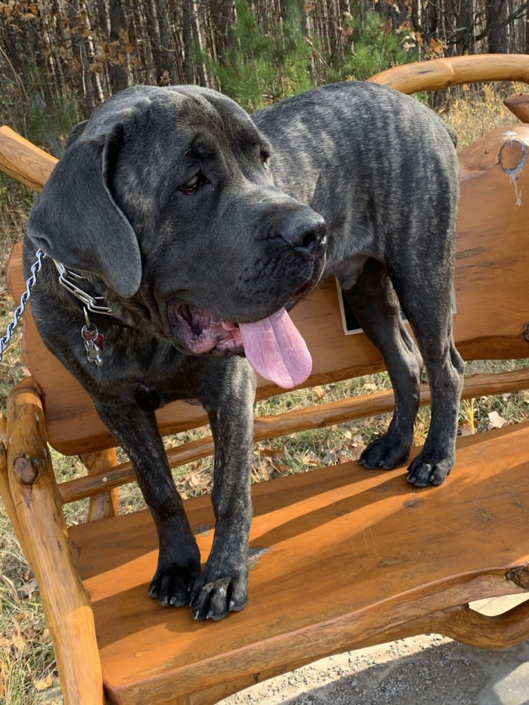 Rocco Roman Hughes, a Cane Corso tested with EmbarkVet.com