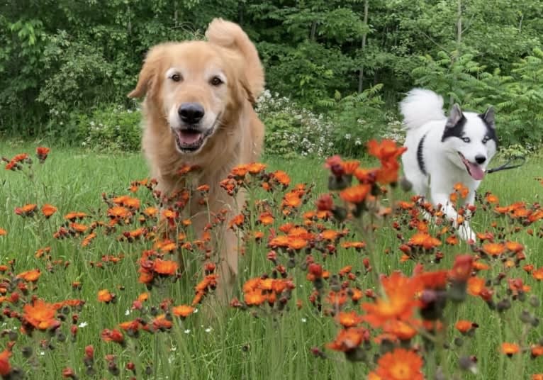 Timber “Gross Manor’s I’ll Be The One You Won’t Forget”, a Golden Retriever tested with EmbarkVet.com