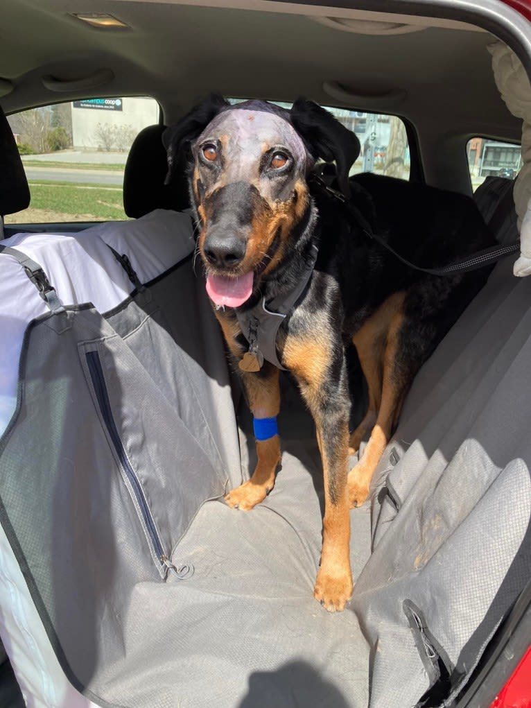 Charly, a Beauceron tested with EmbarkVet.com