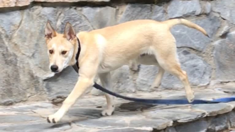 Loki, an American Pit Bull Terrier and Siberian Husky mix tested with EmbarkVet.com