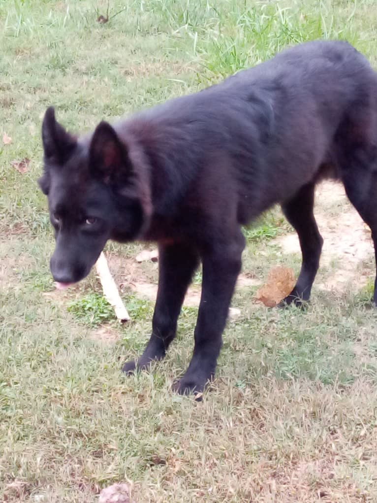 Dixie, a German Shepherd Dog and Australian Shepherd mix tested with EmbarkVet.com