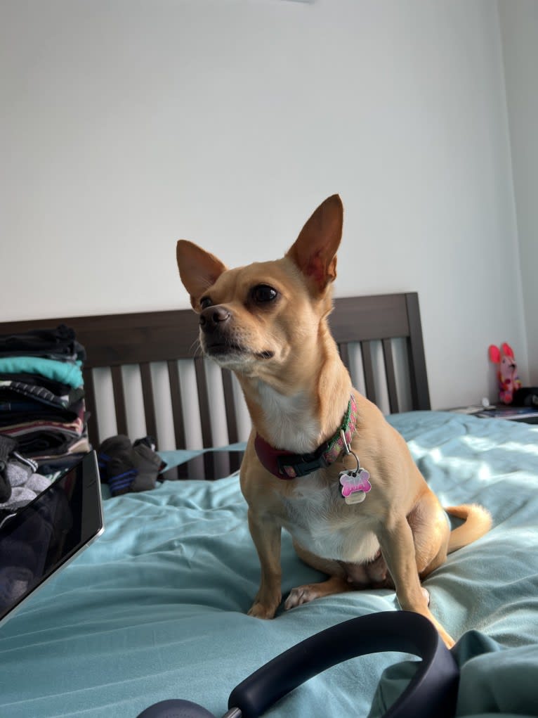 Tia, a Chihuahua and Pomeranian mix tested with EmbarkVet.com