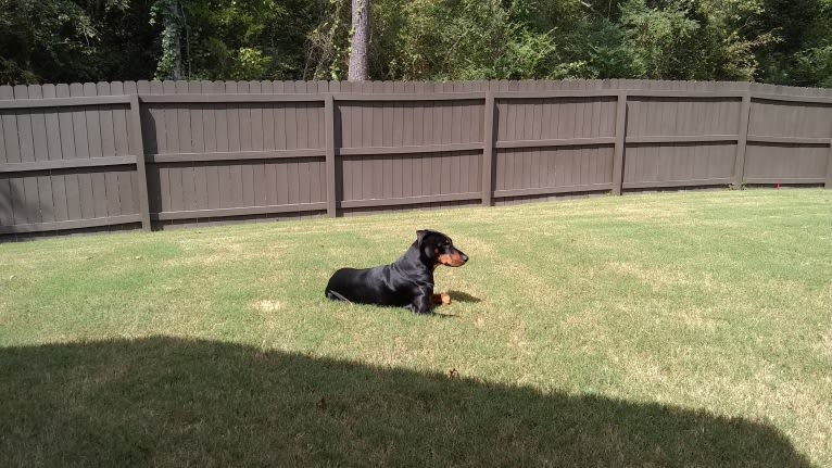 Uzi, a Doberman Pinscher tested with EmbarkVet.com