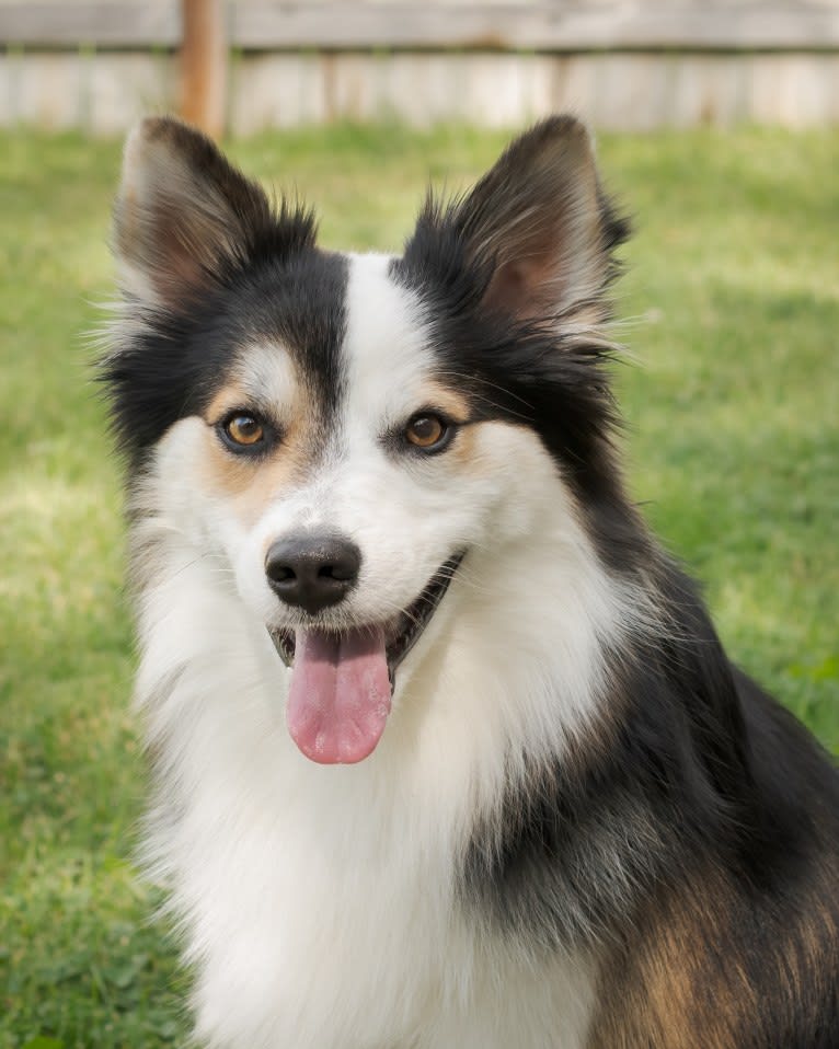 Orri, an Icelandic Sheepdog tested with EmbarkVet.com