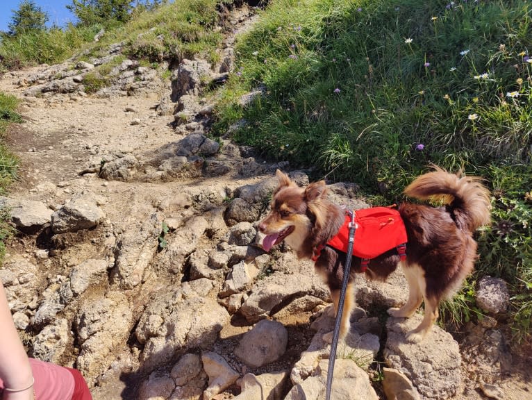 Mir, a Central Asian Village Dog tested with EmbarkVet.com