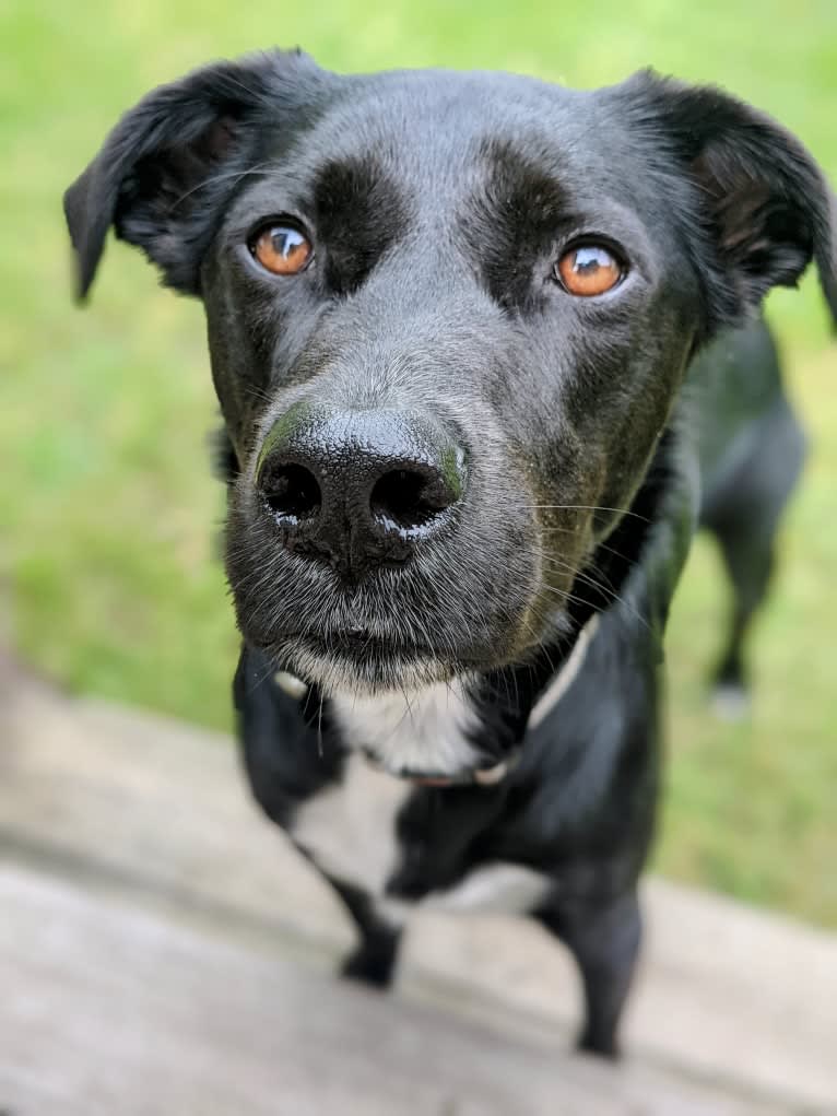 Kopa, an Australian Shepherd and American Pit Bull Terrier mix tested with EmbarkVet.com