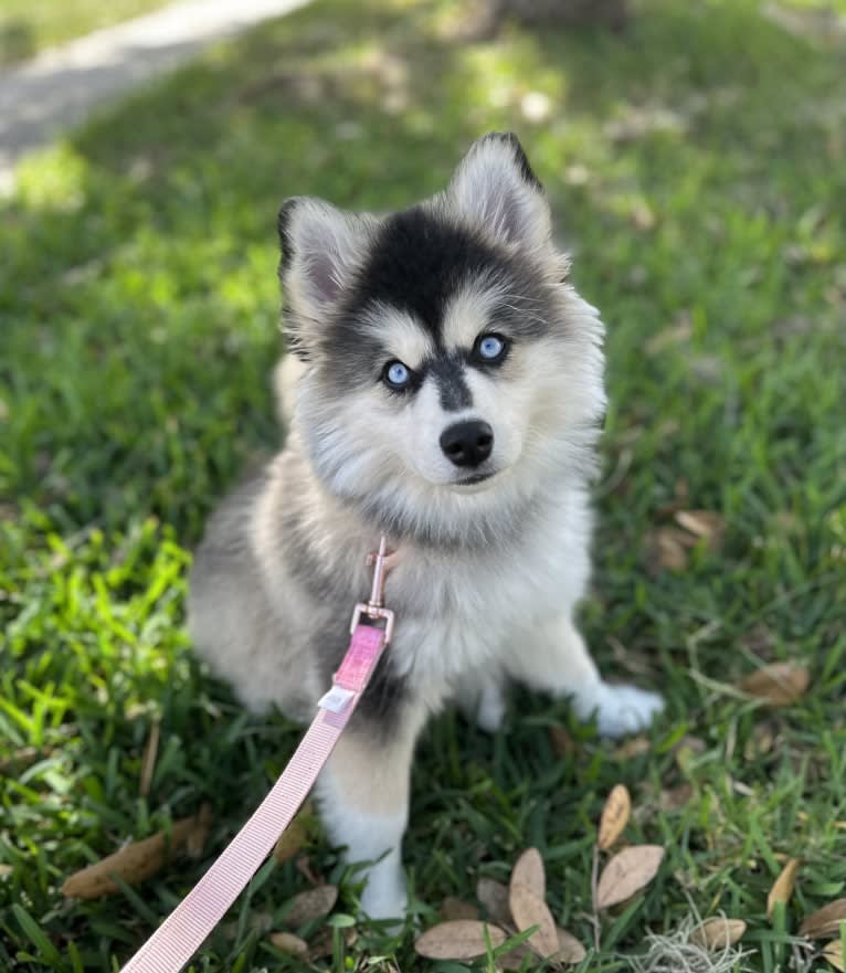 Brady, a Pomsky tested with EmbarkVet.com