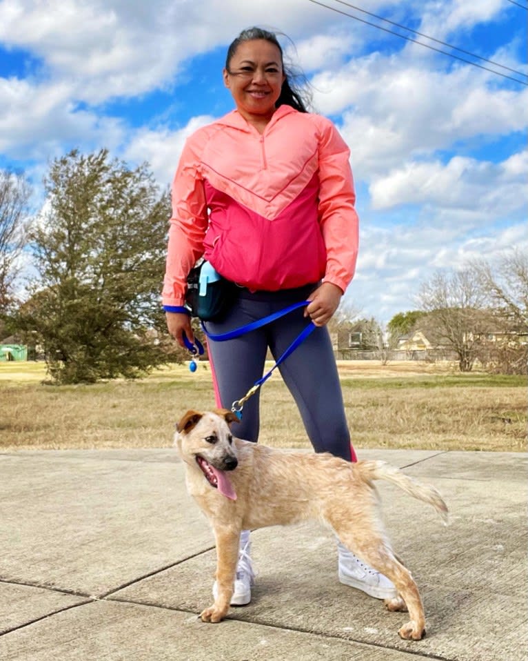 RAWLIE RIGGS, an Australian Cattle Dog and Poodle (Small) mix tested with EmbarkVet.com