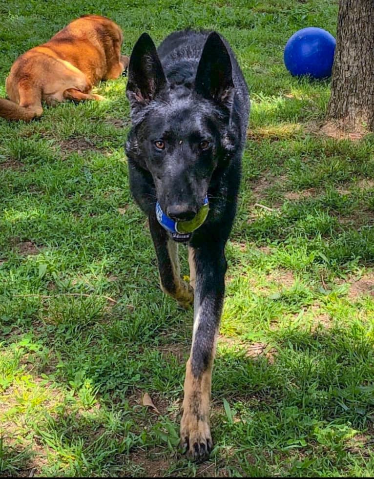 Kojak, a German Shepherd Dog tested with EmbarkVet.com